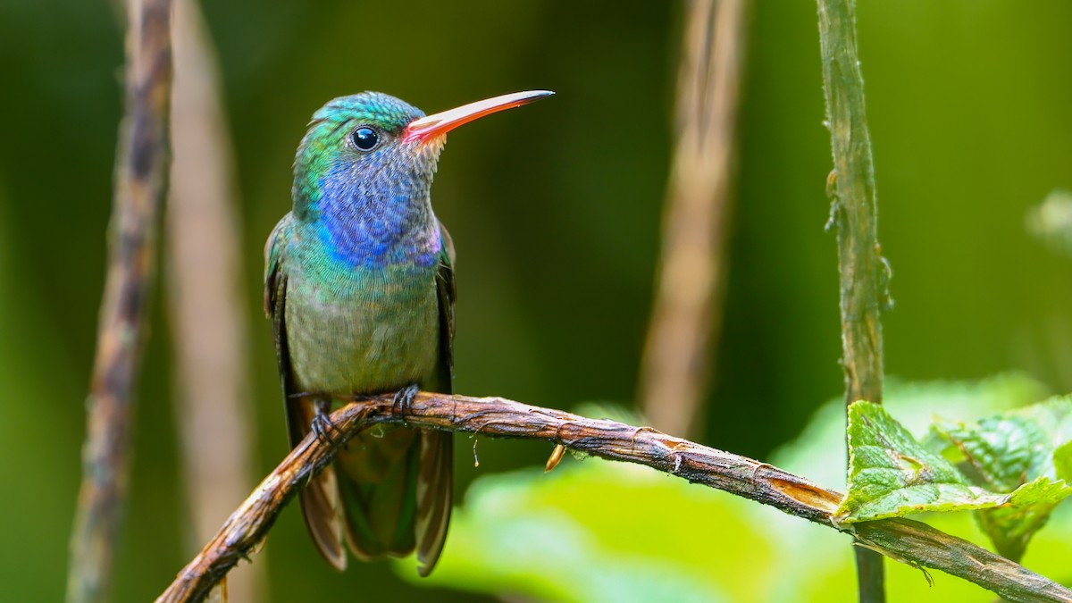 Blue-throated Goldentail - ML609804238