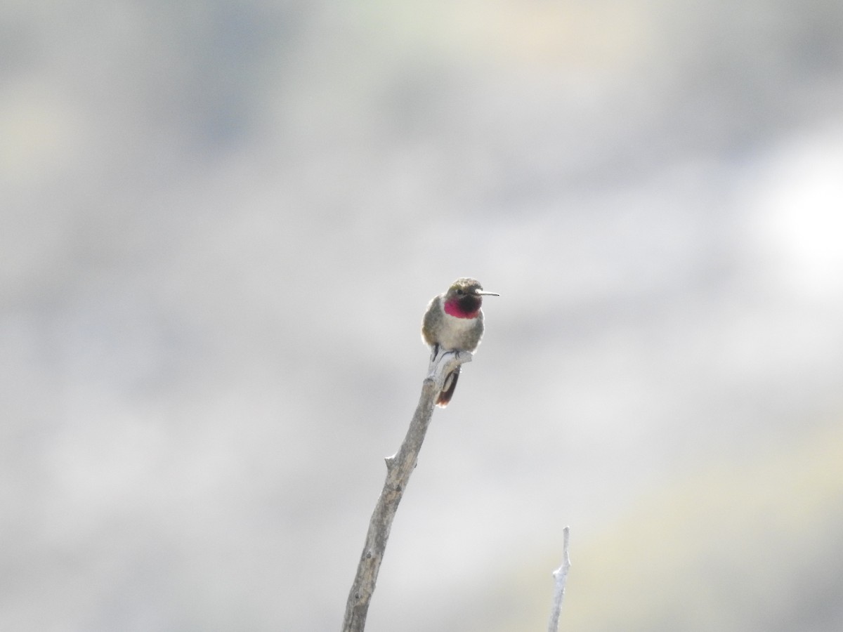 Broad-tailed Hummingbird - ML609804767