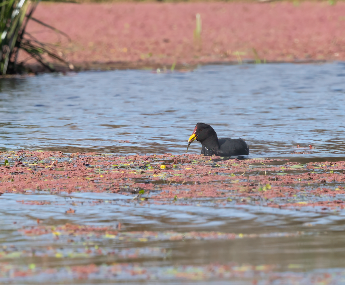 Red-fronted Coot - ML609806238