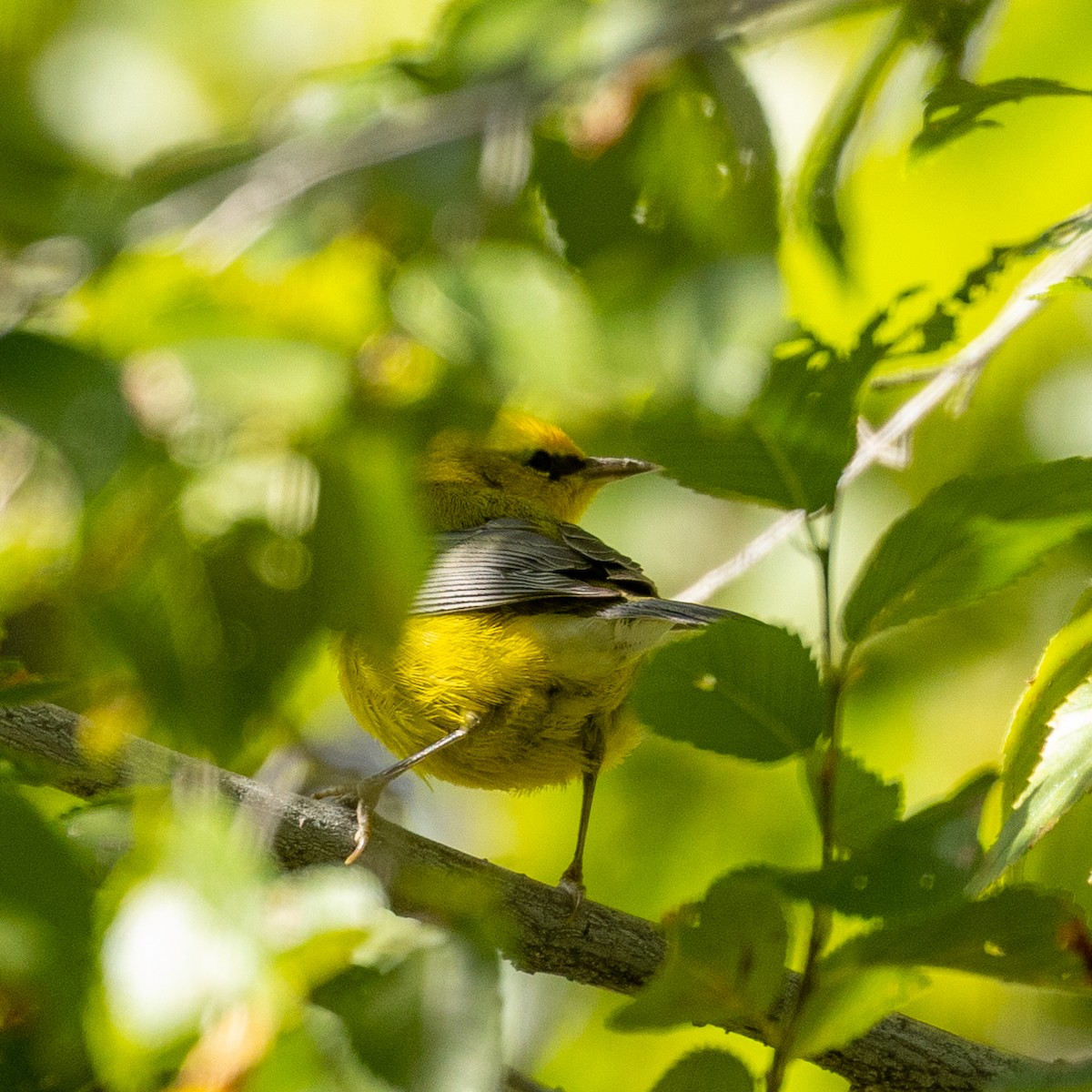 eBird Checklist - 10 Oct 2023 - Paseo del Bosque Trail, Albuquerque ...