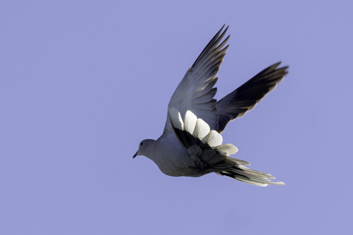 Eurasian Collared-Dove - ML609807394