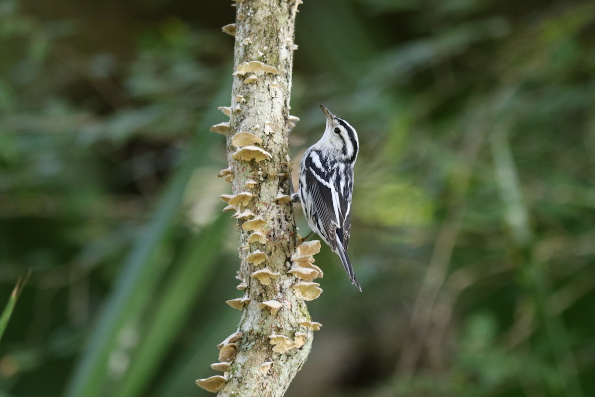 Black-and-white Warbler - ML609807715