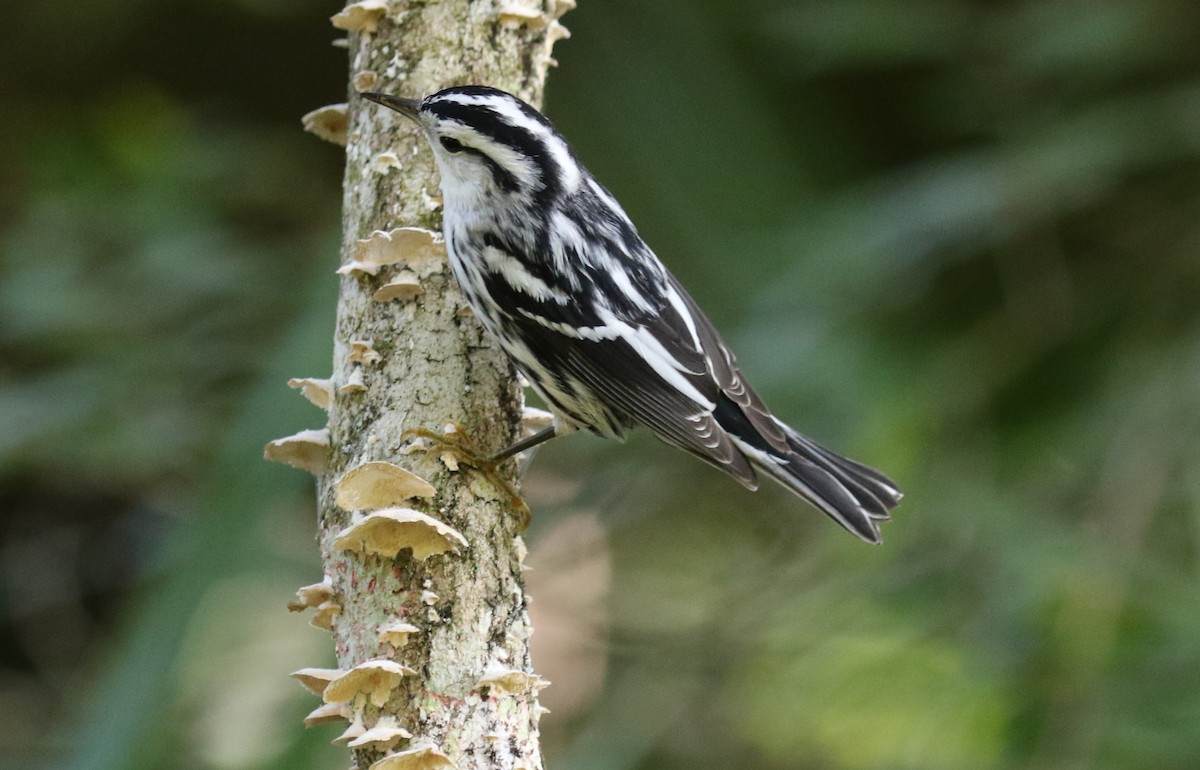 Black-and-white Warbler - ML609807727