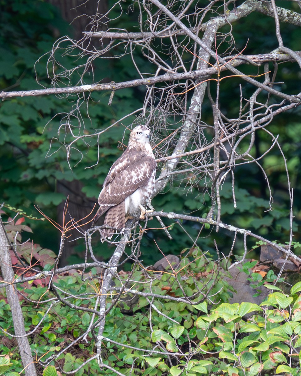 Red-tailed Hawk - ML609807752