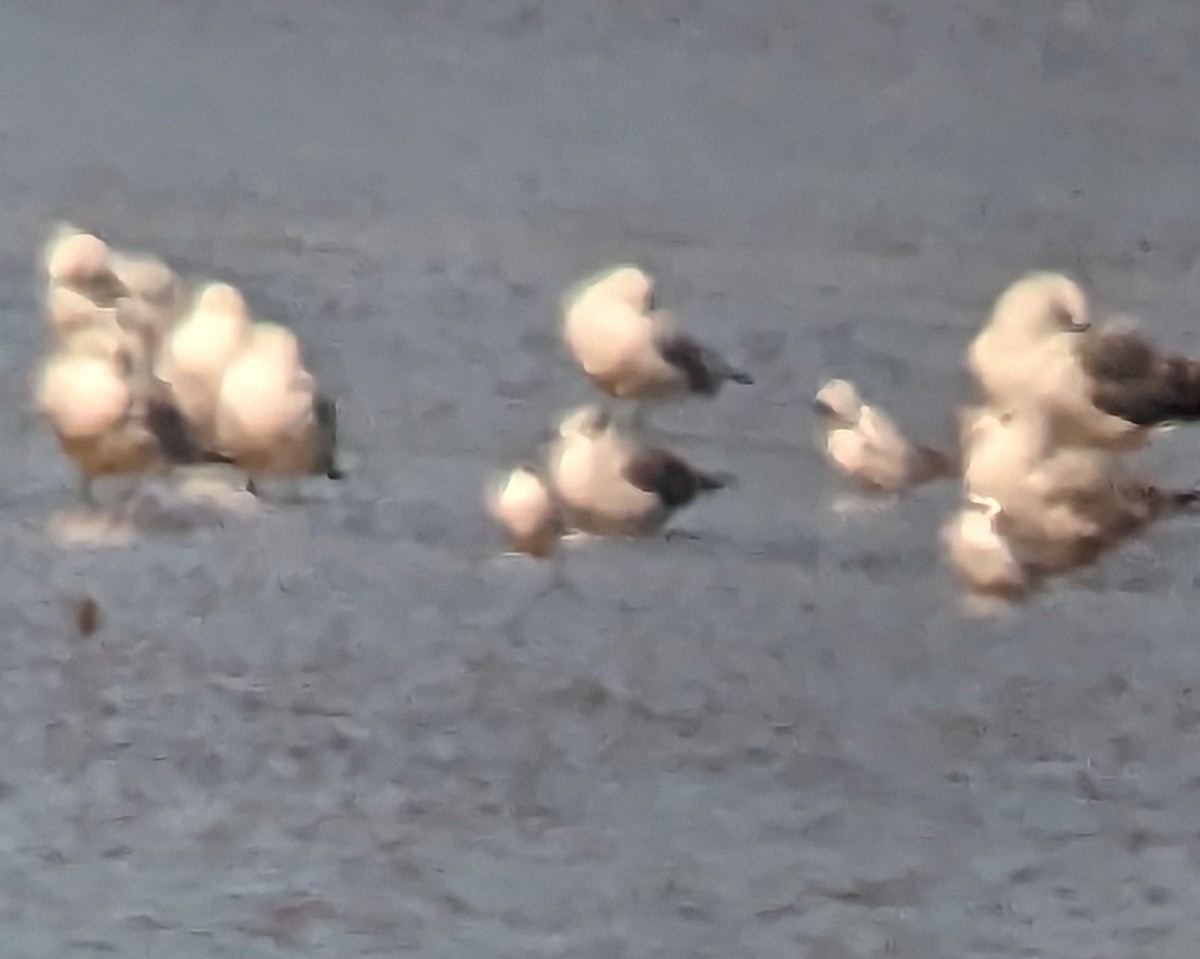 eBird Checklist 10 Oct 2023 Kentucky LakeEagle Creek Embayment