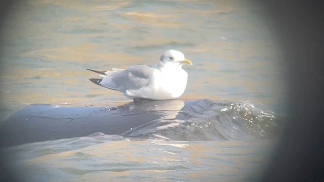 Mouette tridactyle - ML609809339
