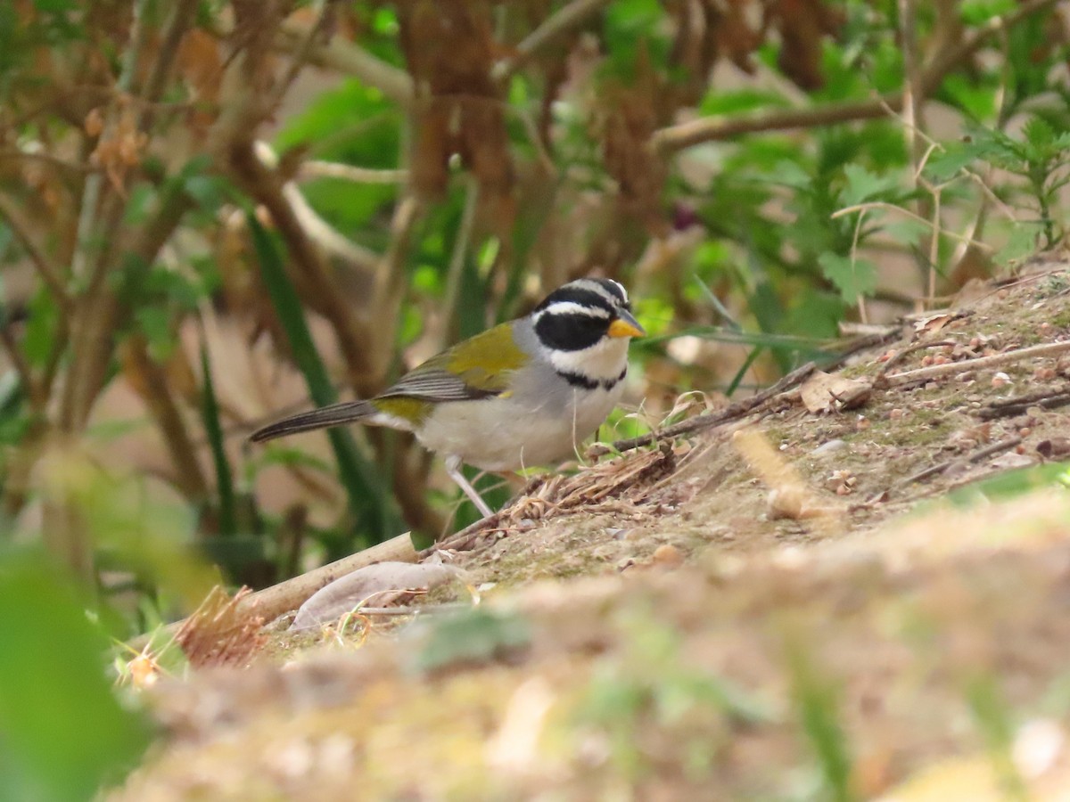Moss-backed Sparrow - Pierre Pitte