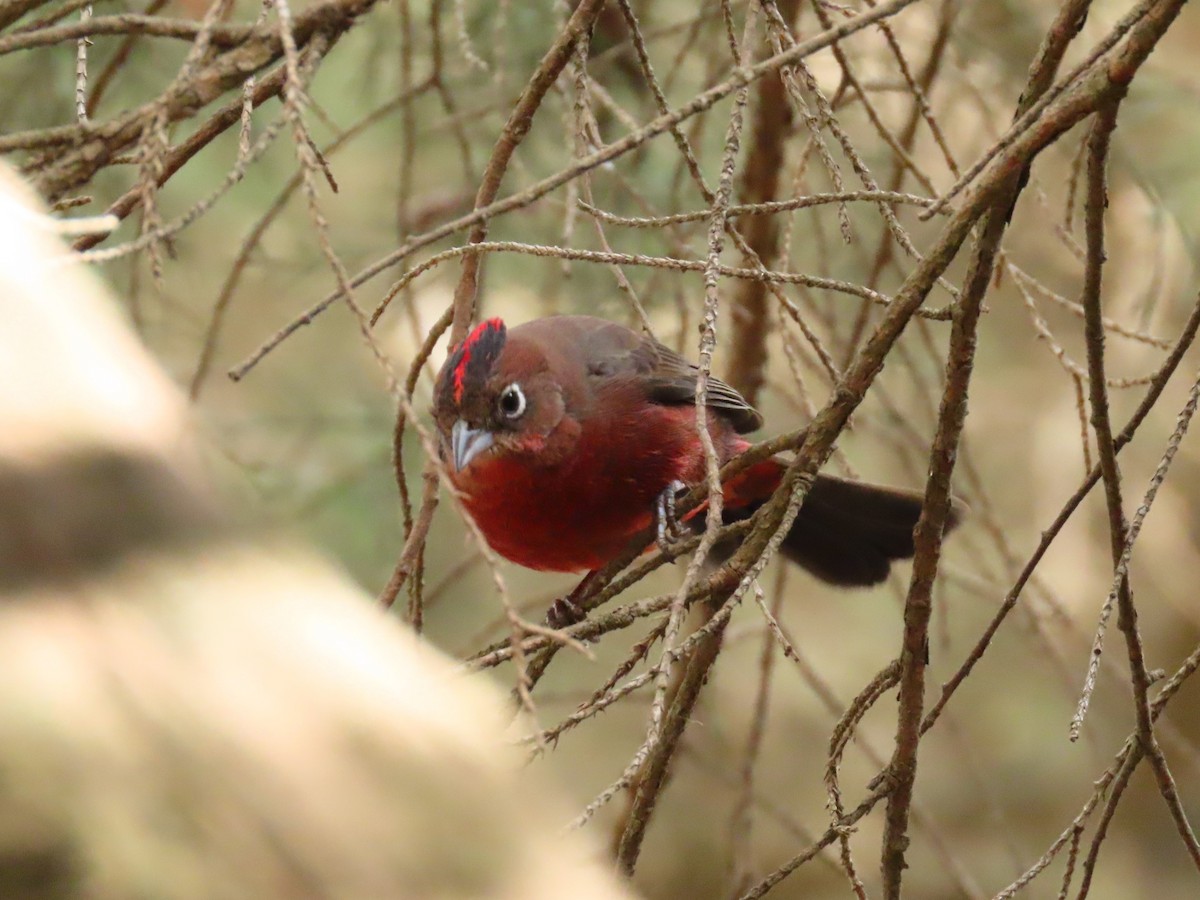 Red-crested Finch - ML609809735