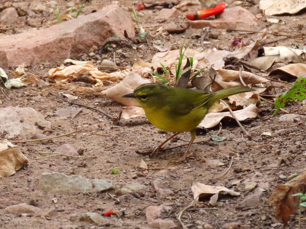 Two-banded Warbler - ML609809745