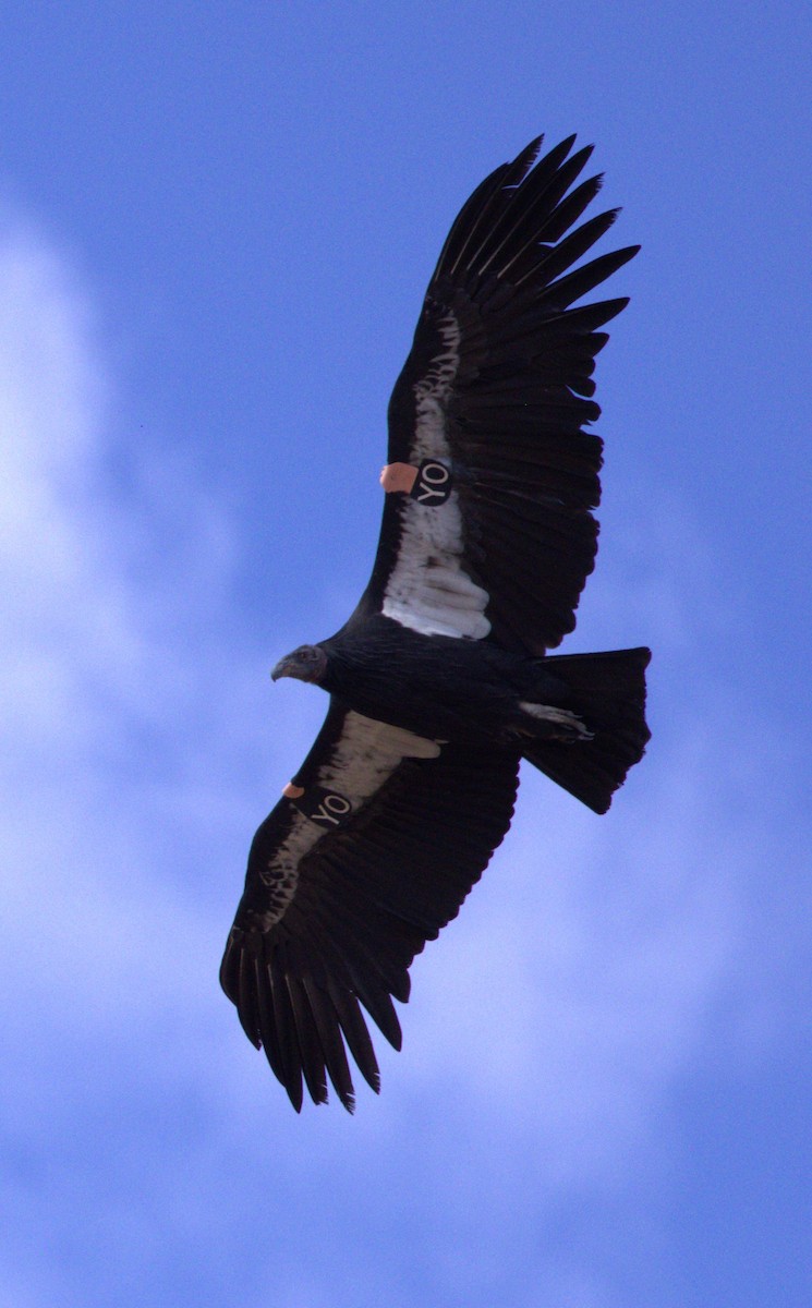 California Condor - ML609809816