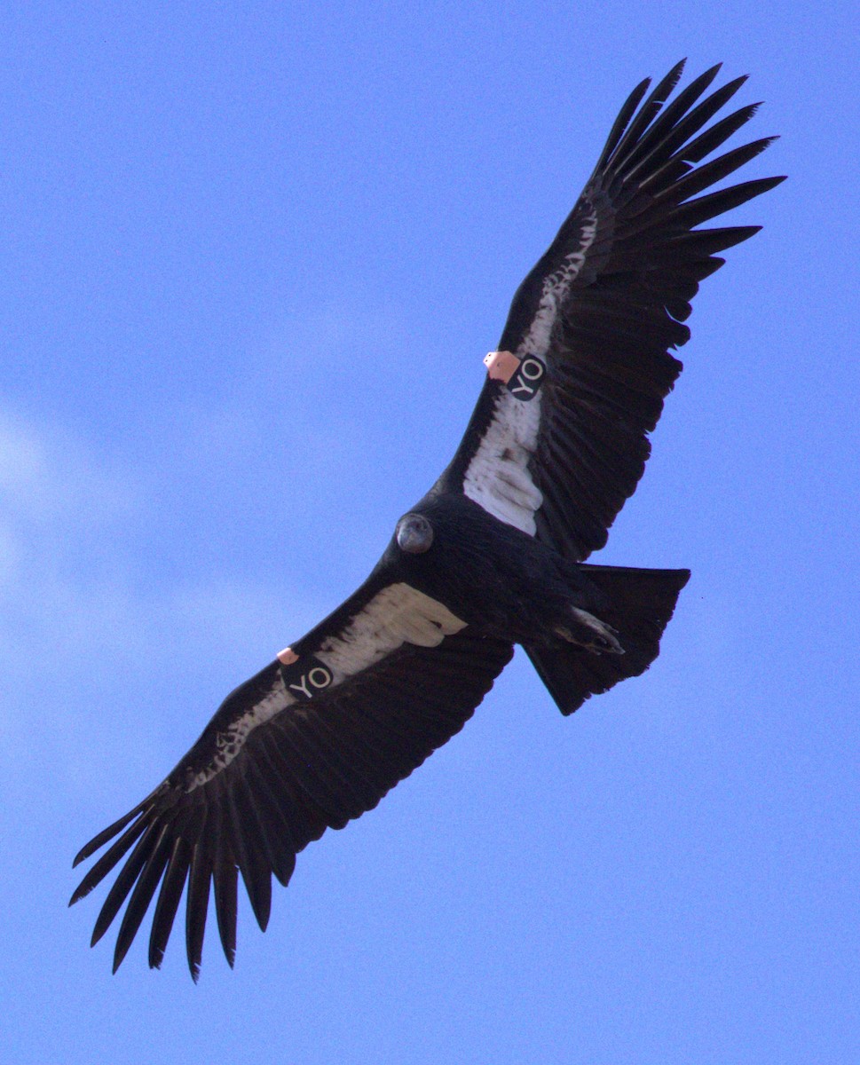 California Condor - ML609809817