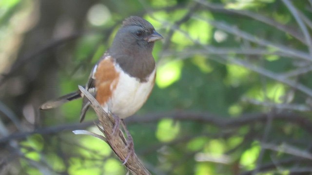 Spotted Towhee - ML609810102