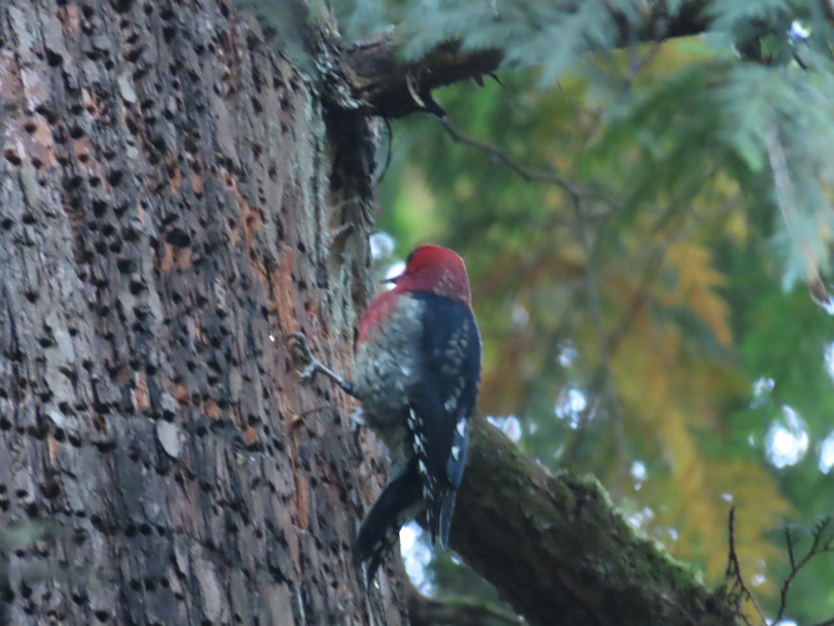 Red-breasted Sapsucker - ML609810219