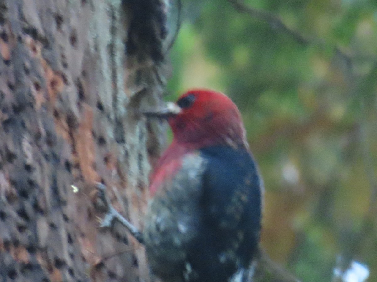 Red-breasted Sapsucker - ML609810228