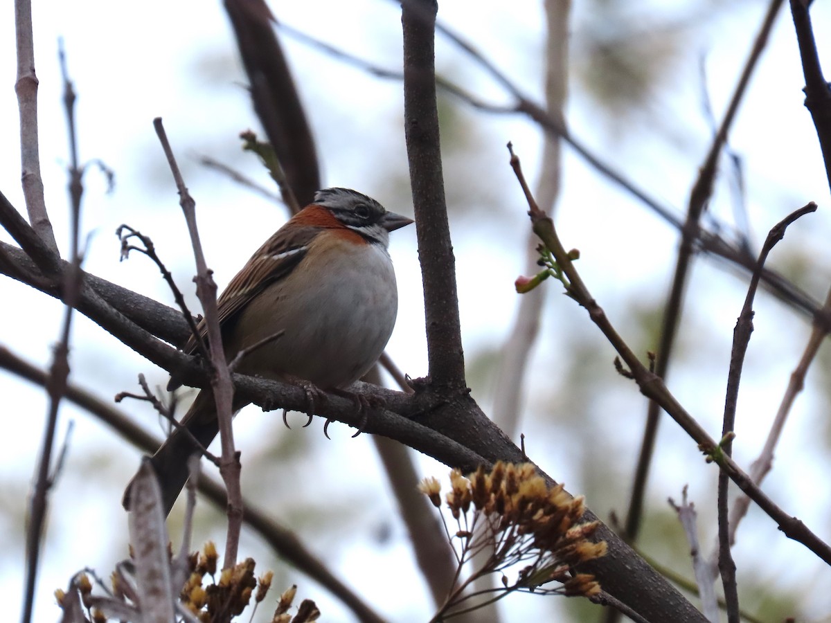 Rufous-collared Sparrow - Pierre Pitte