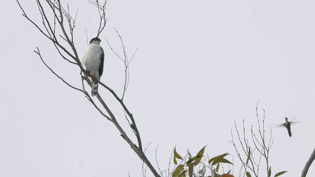 Sharp-shinned Hawk (White-breasted) - ML609810970