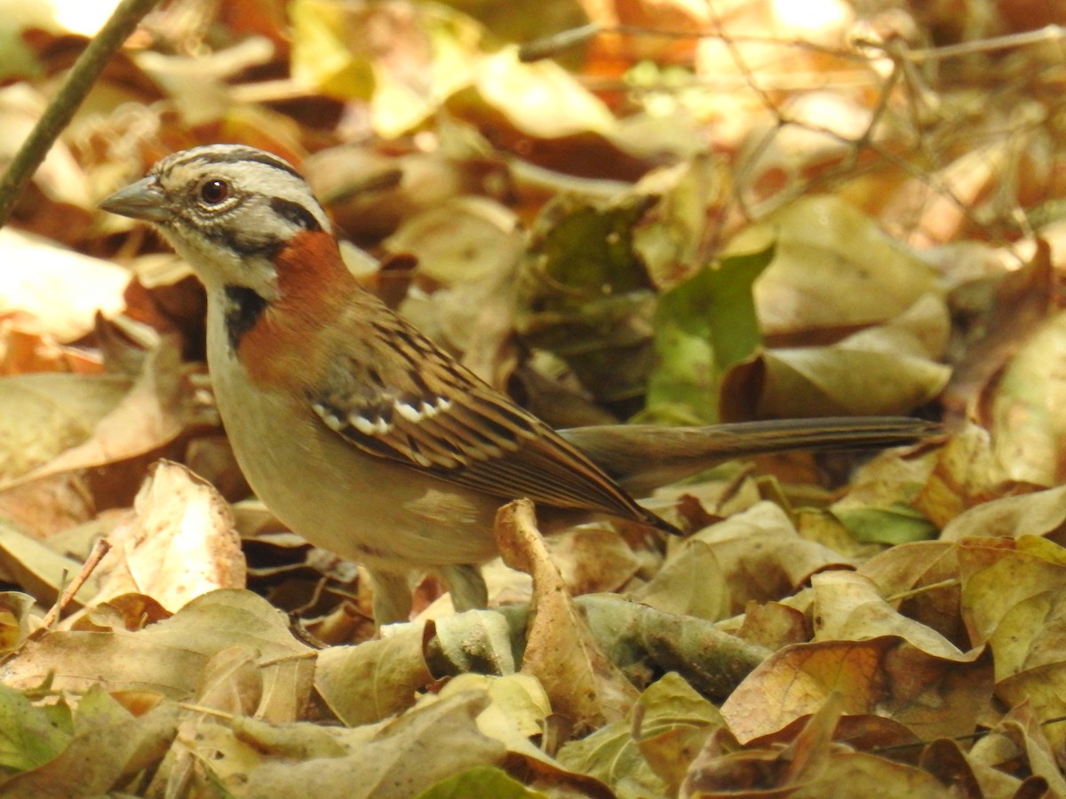 Rufous-collared Sparrow - Patricia Alfredo