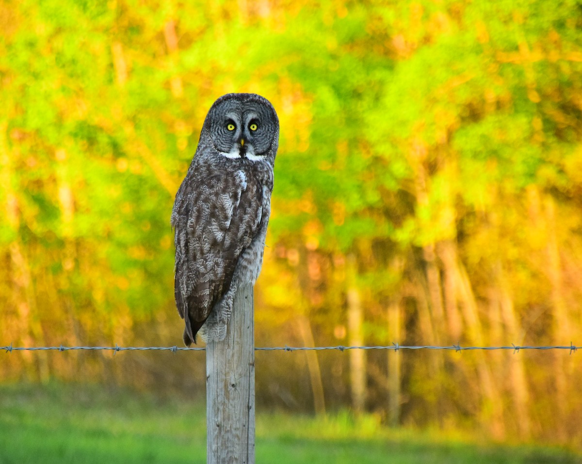 Great Gray Owl (American) - ML609811471