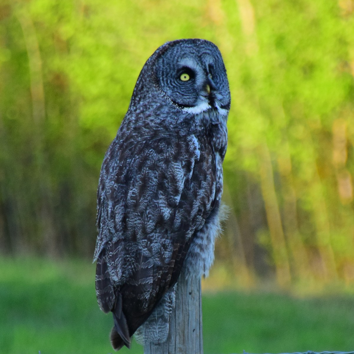 Great Gray Owl (American) - ML609811561