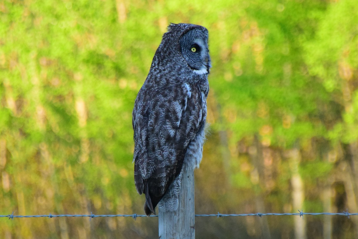 Great Gray Owl (American) - ML609811602
