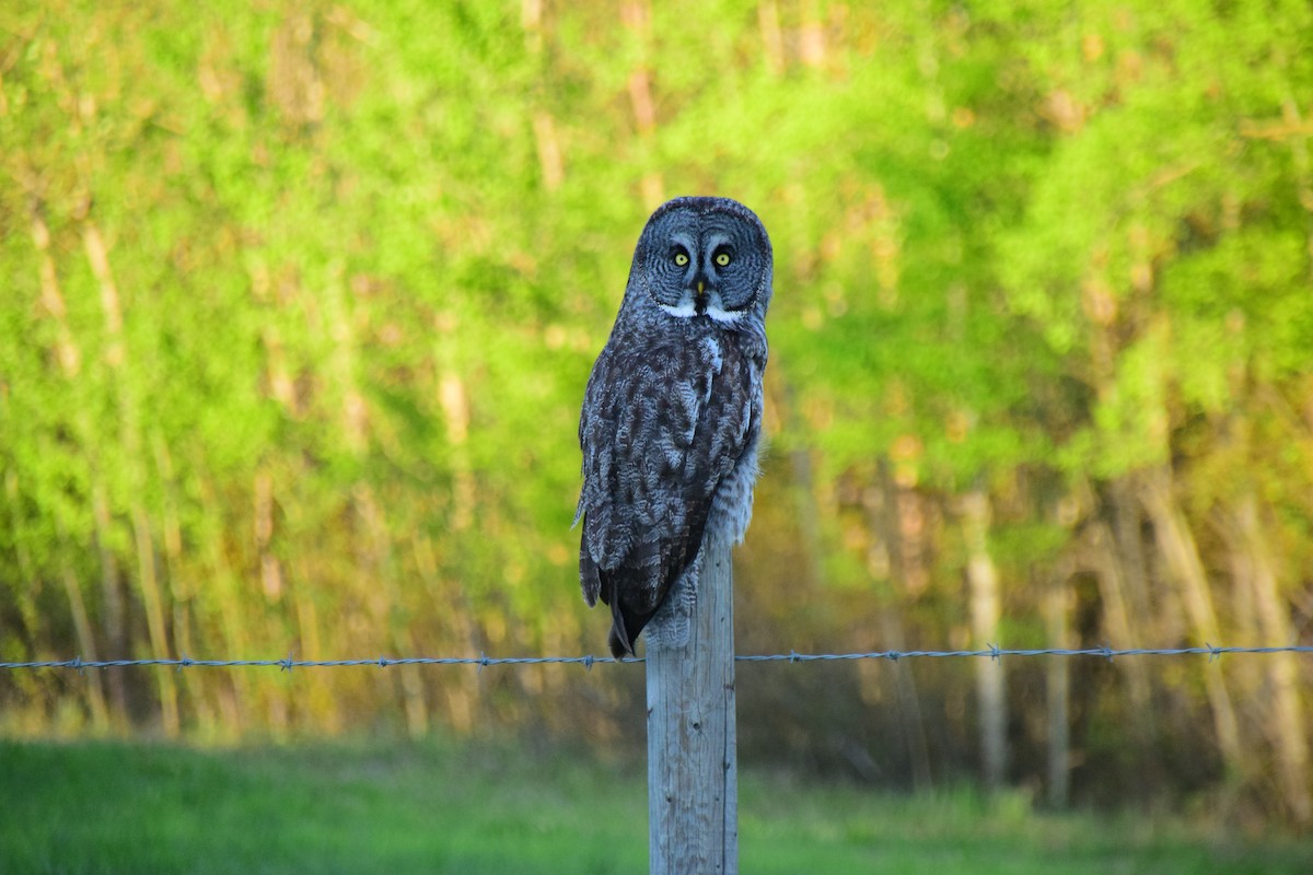 Great Gray Owl (American) - ML609811626