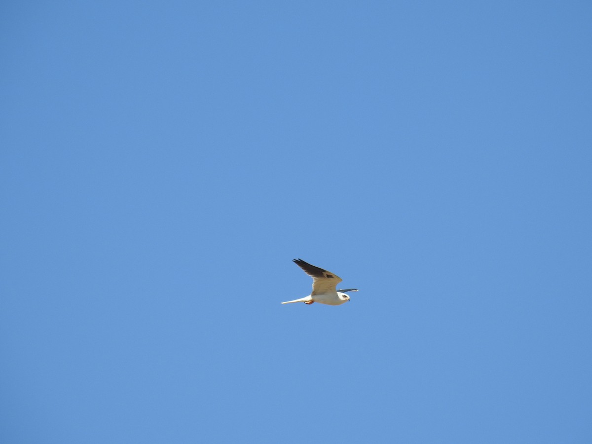 White-tailed Kite - ML609811676