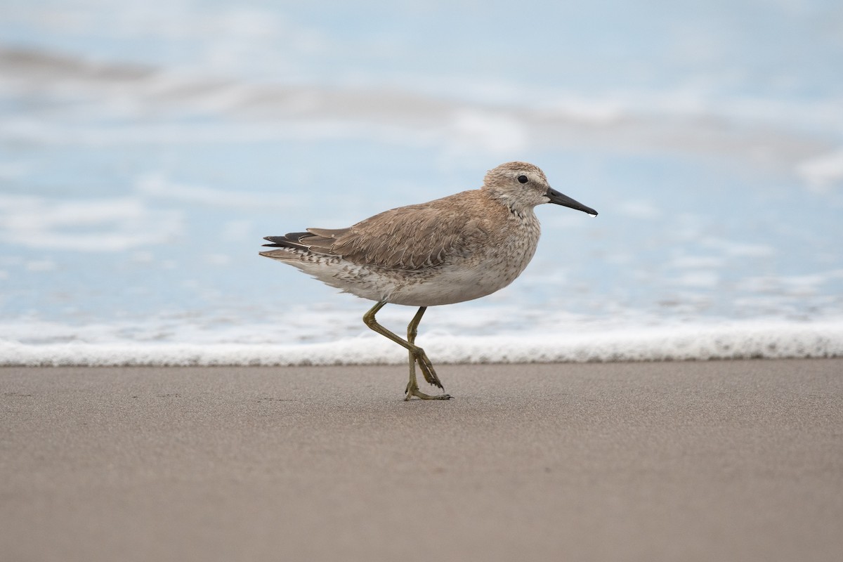 Red Knot - ML609811759