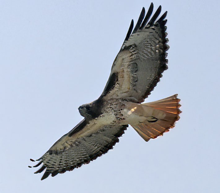 Red-tailed Hawk - ML609811986