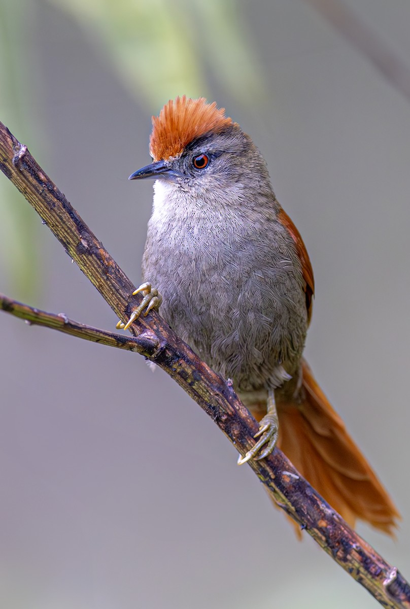 Marcapata Spinetail - ML609812413