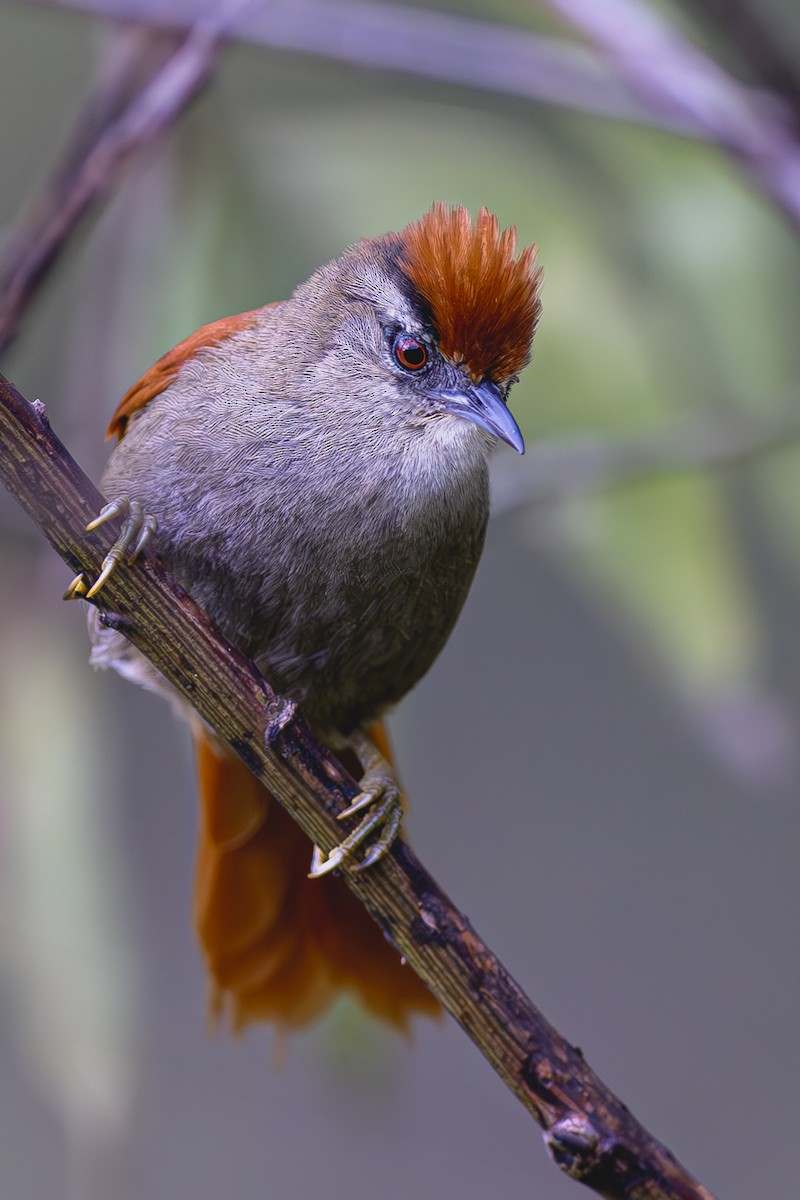 Marcapata Spinetail - ML609812414