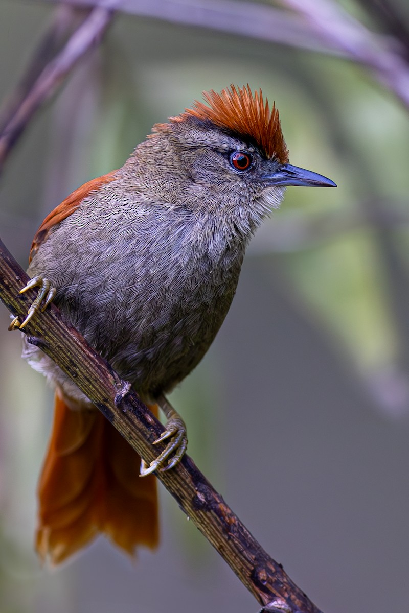 Marcapata Spinetail - ML609812415