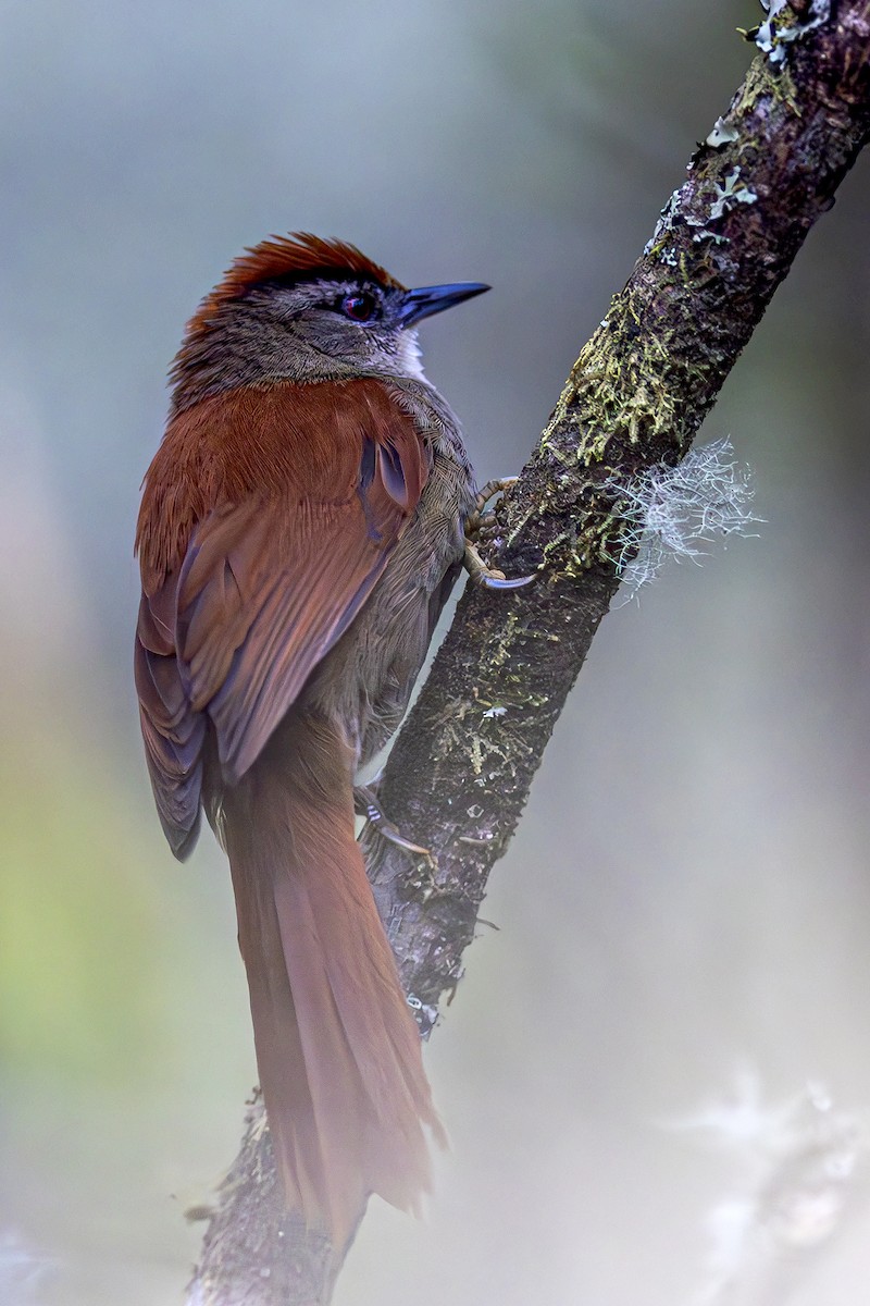 Marcapata Spinetail - ML609812416