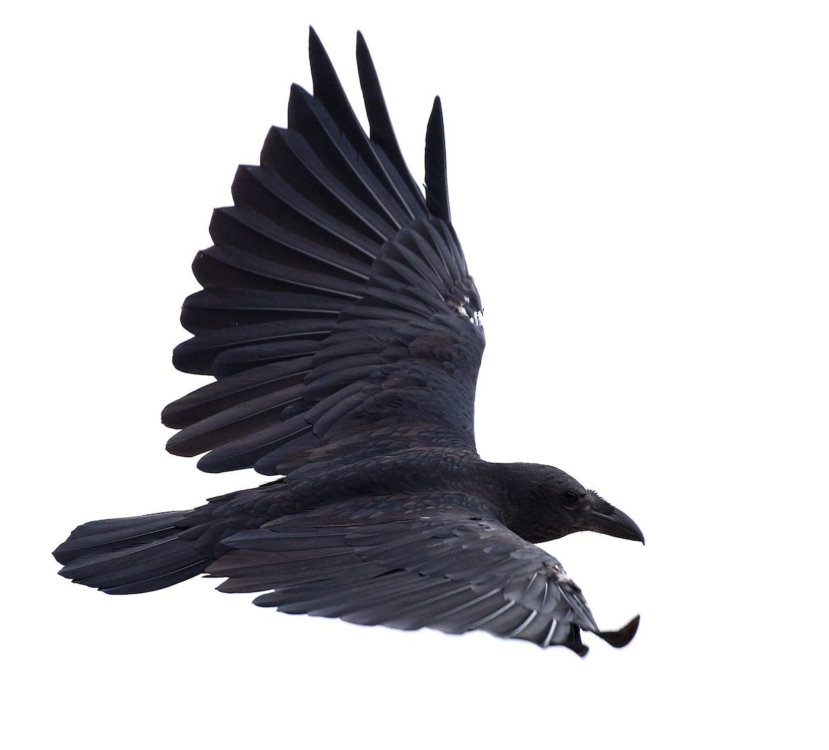 Fan-tailed Raven - ML609812575