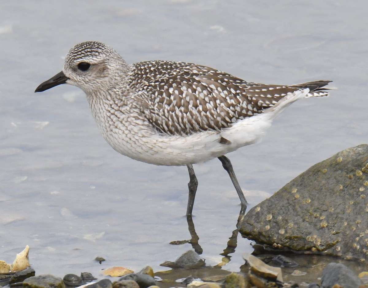 Maine Bird Atlas Checklist - 10 Oct 2023 - Back Cove Park - 7 species