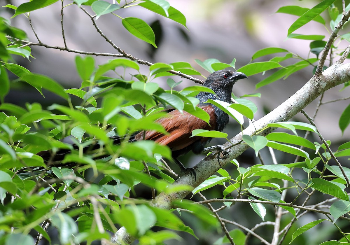 Philippine Coucal - sheau torng lim