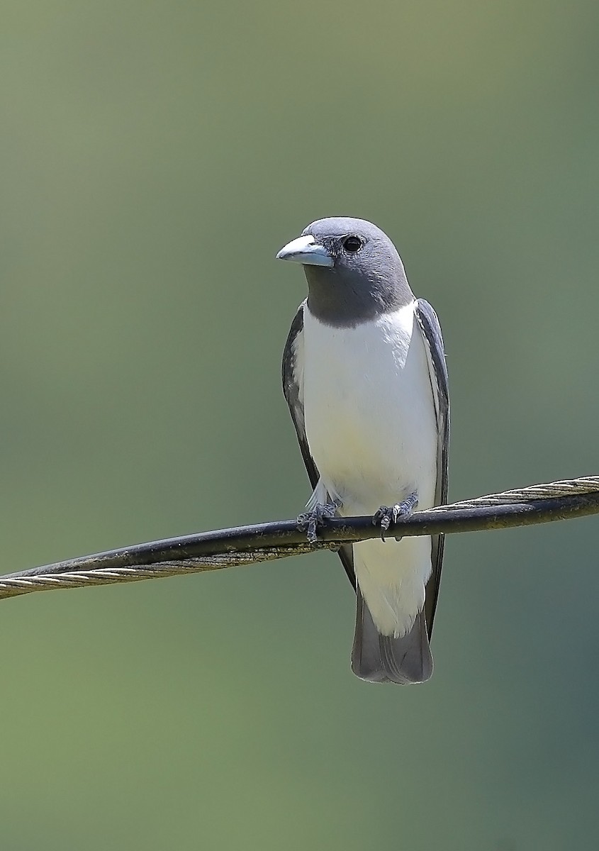 White-breasted Woodswallow - ML609812934