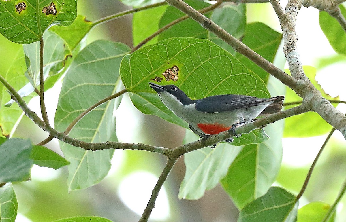 Red-keeled Flowerpecker - sheau torng lim
