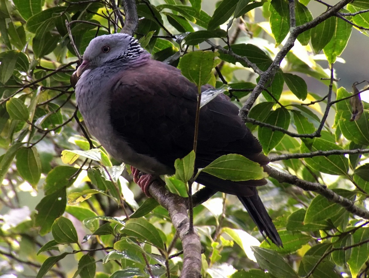 Nilgiri Wood-Pigeon - ML609813478