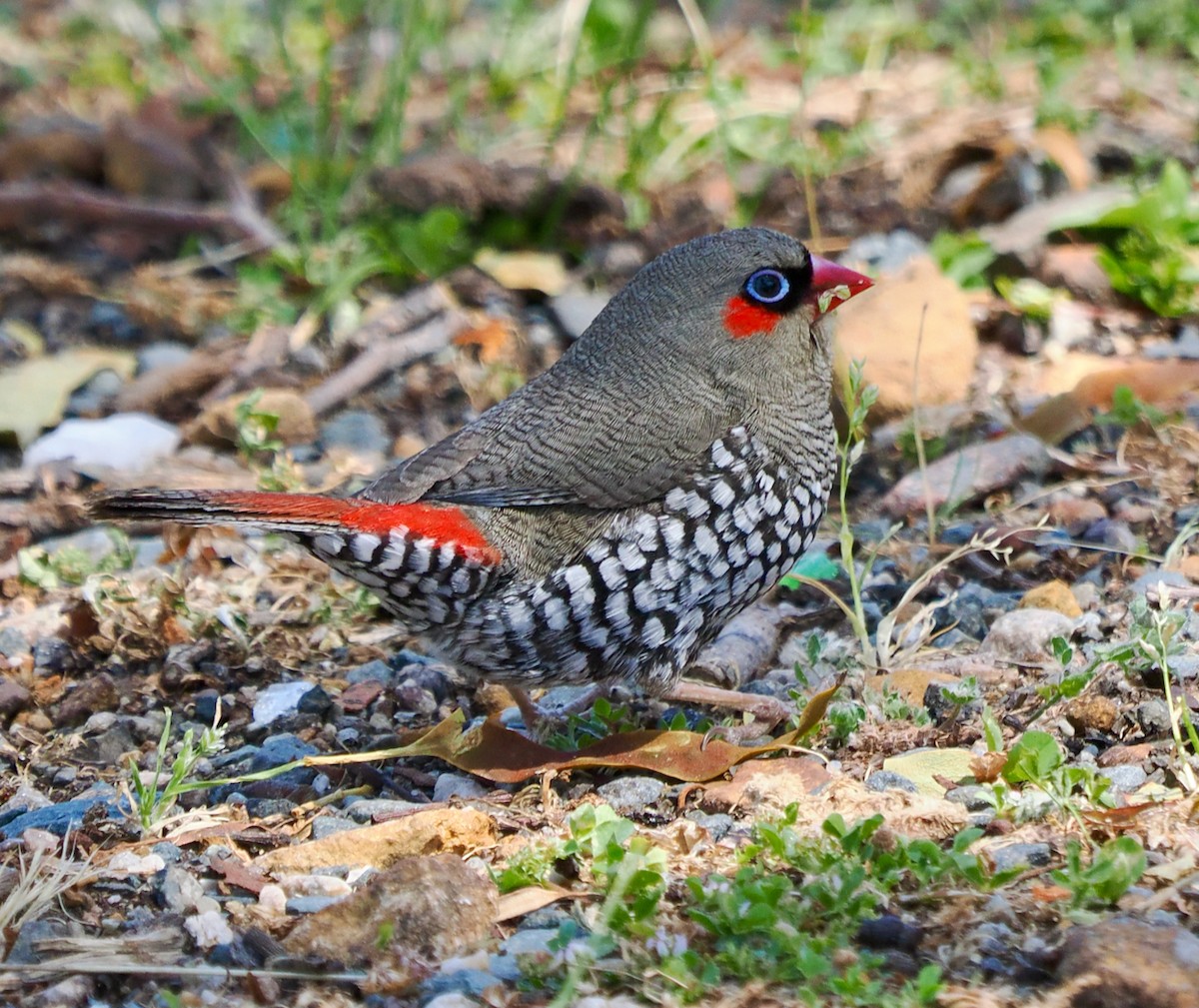 Red-eared Firetail - ML609813603