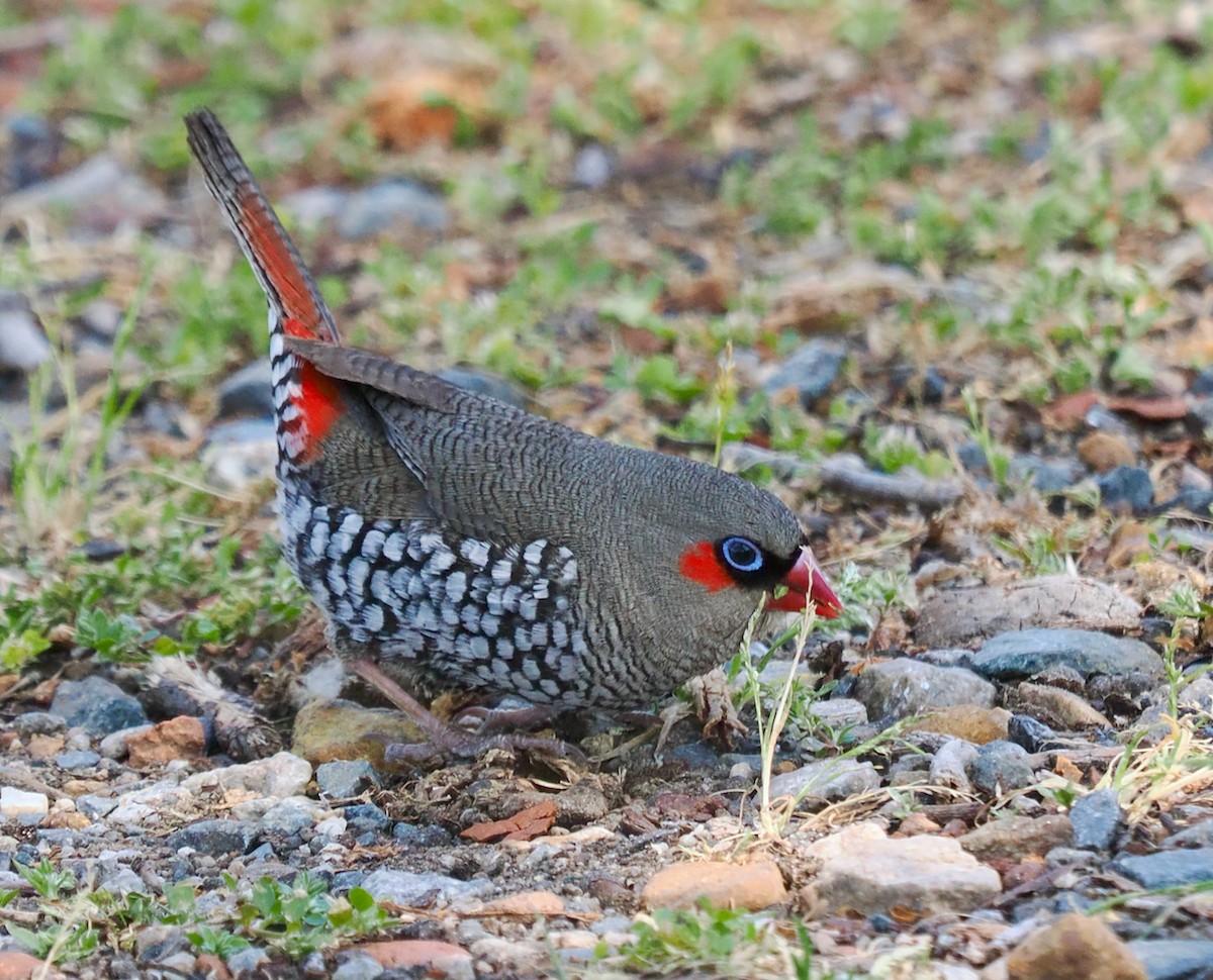 Red-eared Firetail - ML609813604