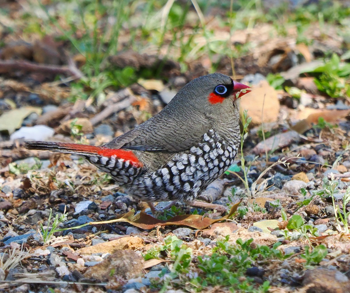 Red-eared Firetail - ML609813605