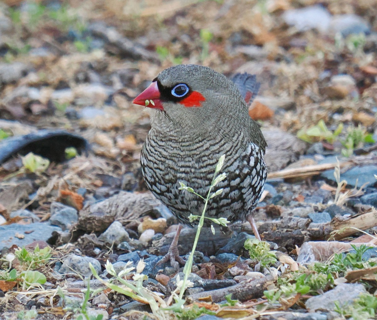 Red-eared Firetail - ML609813606