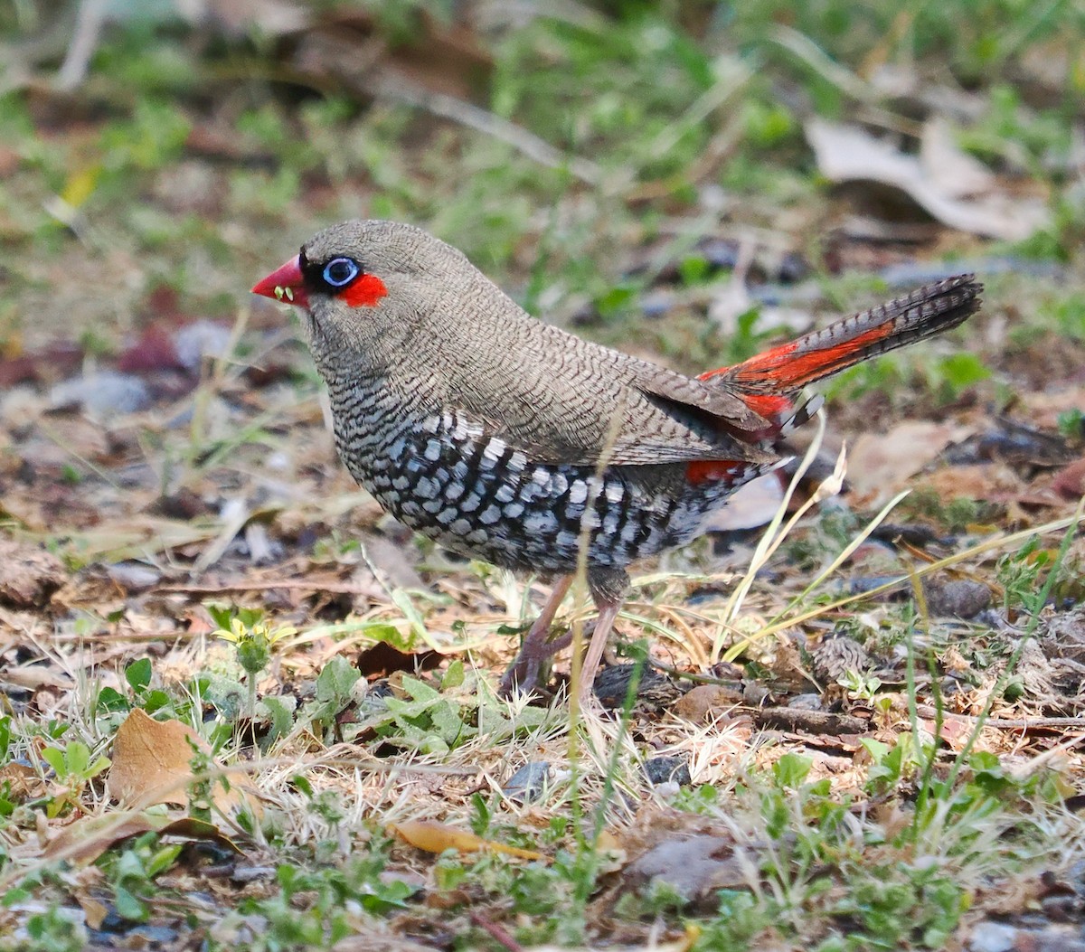 Red-eared Firetail - ML609813607