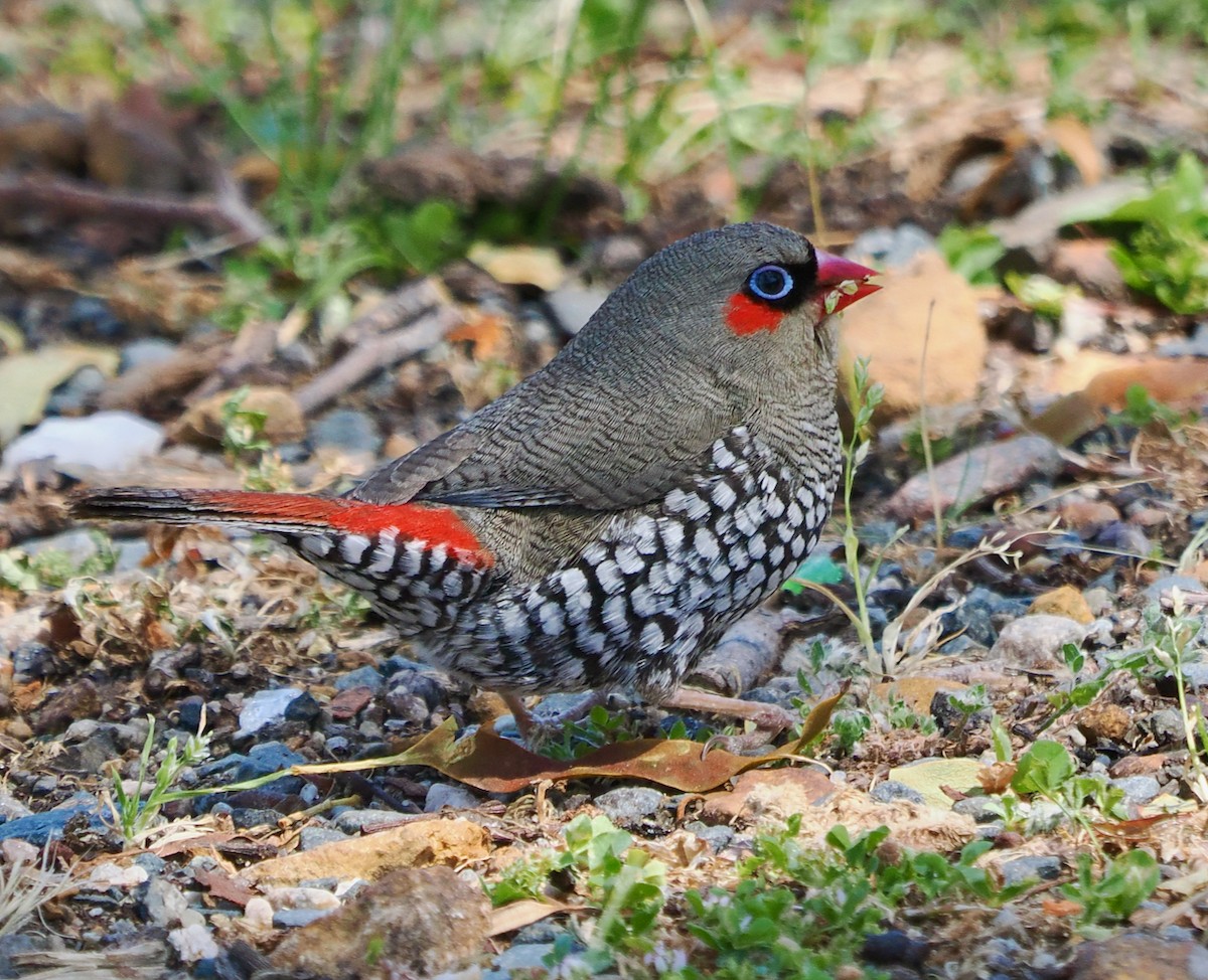 Red-eared Firetail - ML609813608