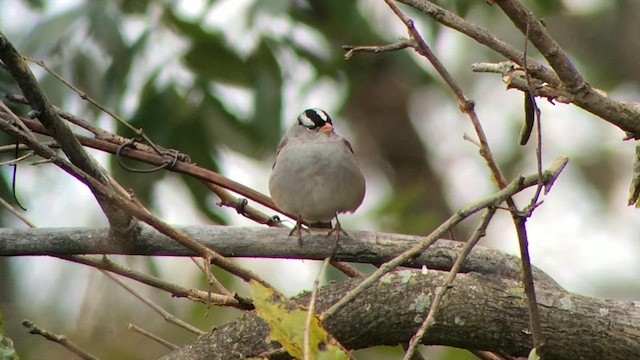White-crowned Sparrow - ML609813853