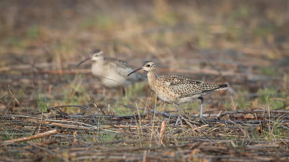 Little Curlew - ML609813884