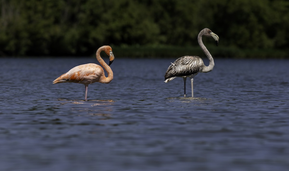 Amerika Flamingosu - ML609814080