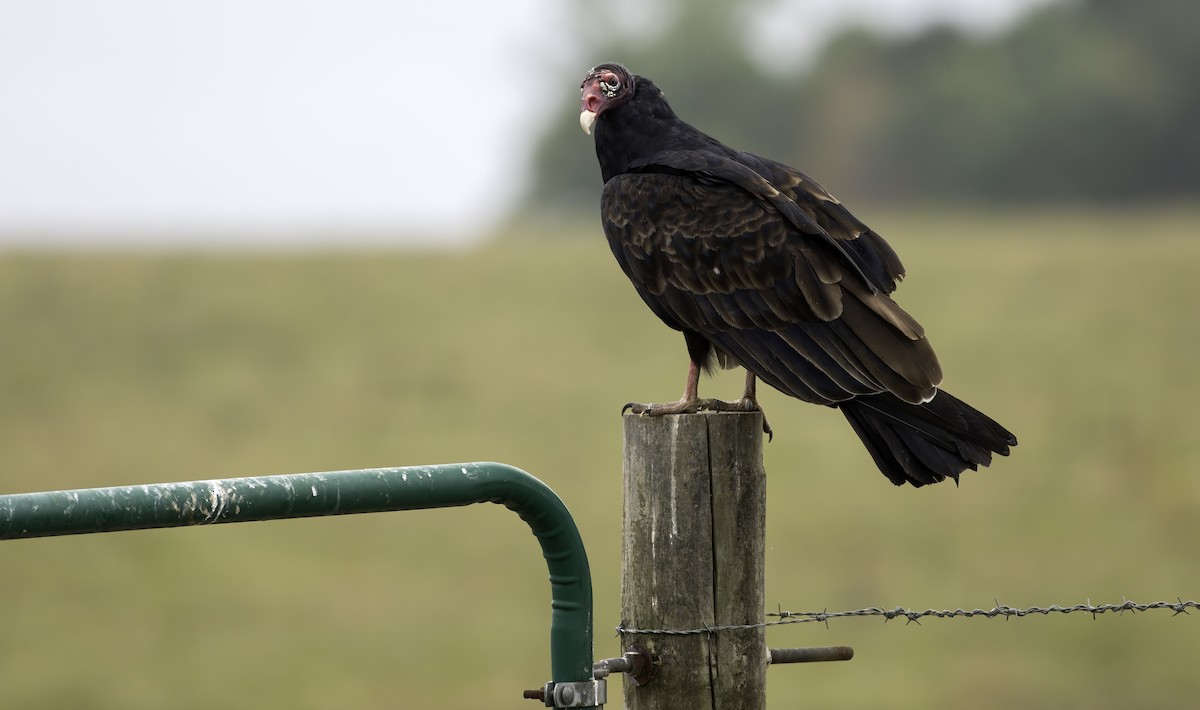 Turkey Vulture - Alex Eberts