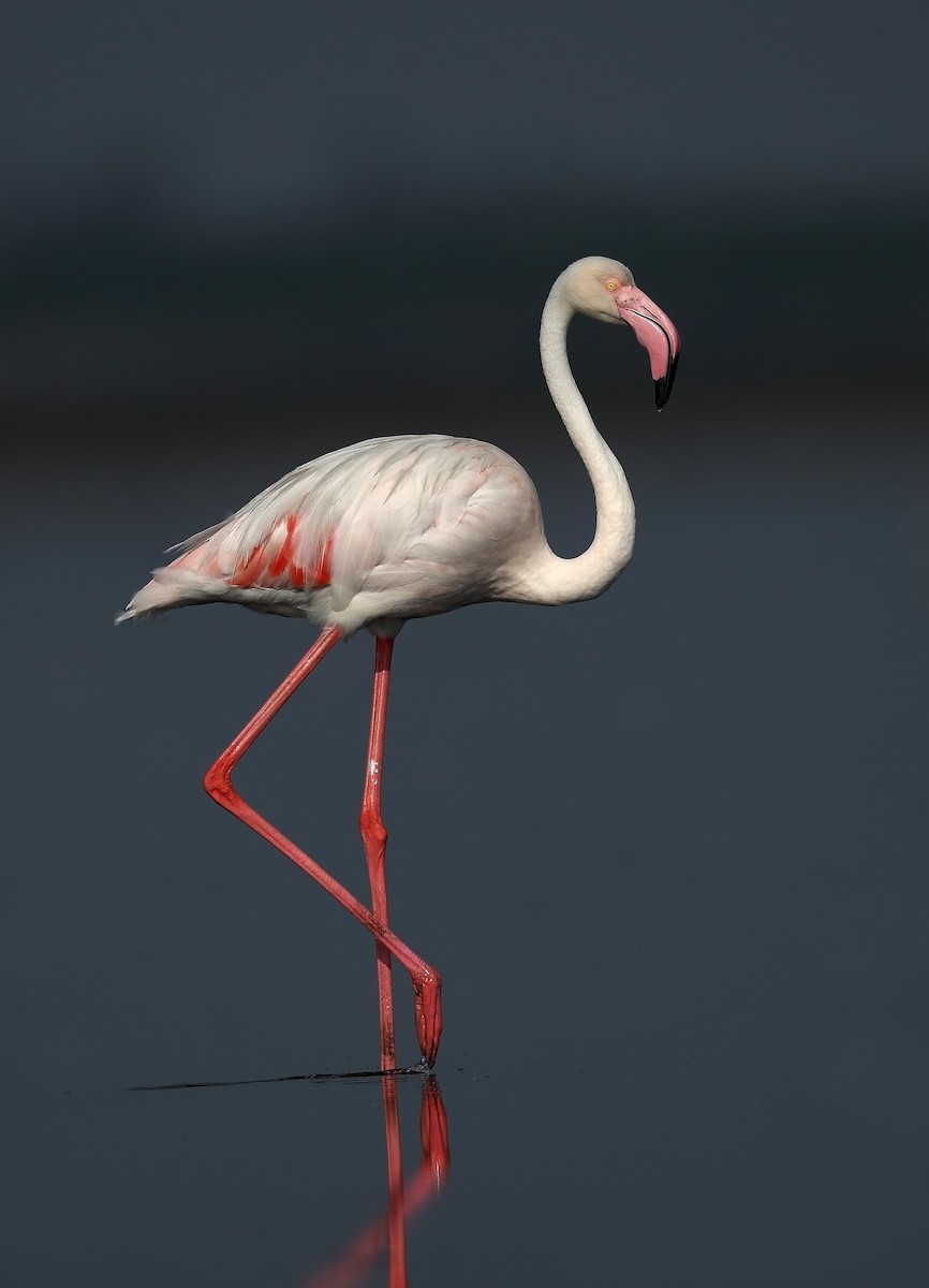 Greater Flamingo - ML609814119