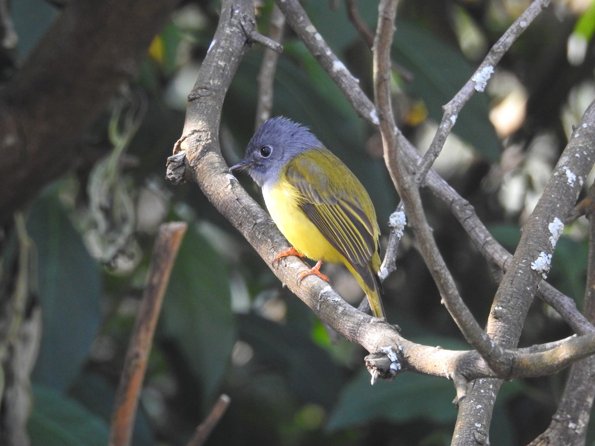 Gray-headed Canary-Flycatcher - ML609814153